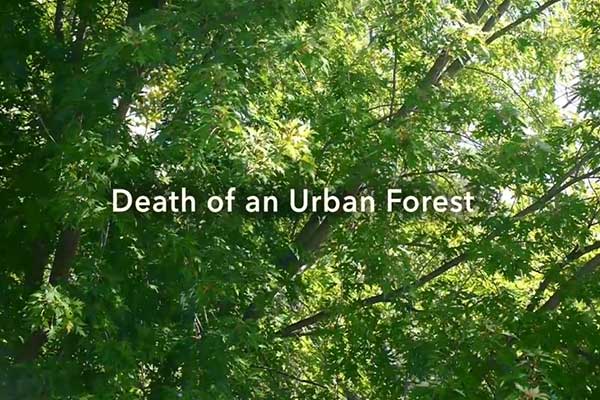 Death of an Urban Forest